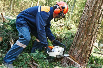 Emergency Tree Services in OKC - Storm Damage Tree Removal