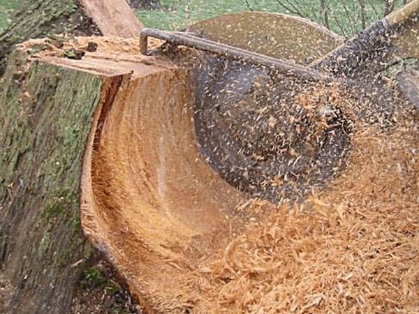 stump grinding Oklahoma City - OKC Stump Removal Company